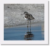 Valkoviklo_common greenshank * 1931 x 1766 * (3.1MB)